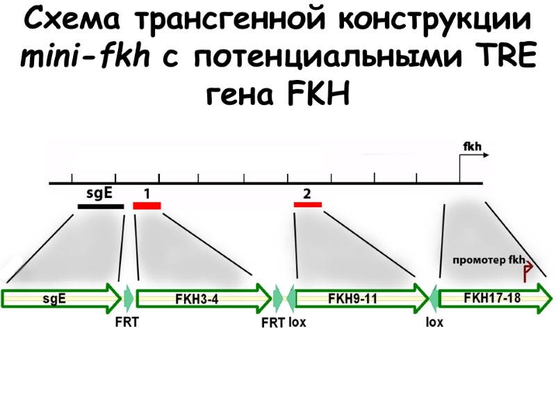 Схема трансгенной конструкции mini-fkh с потенциальными TRE гена FKH